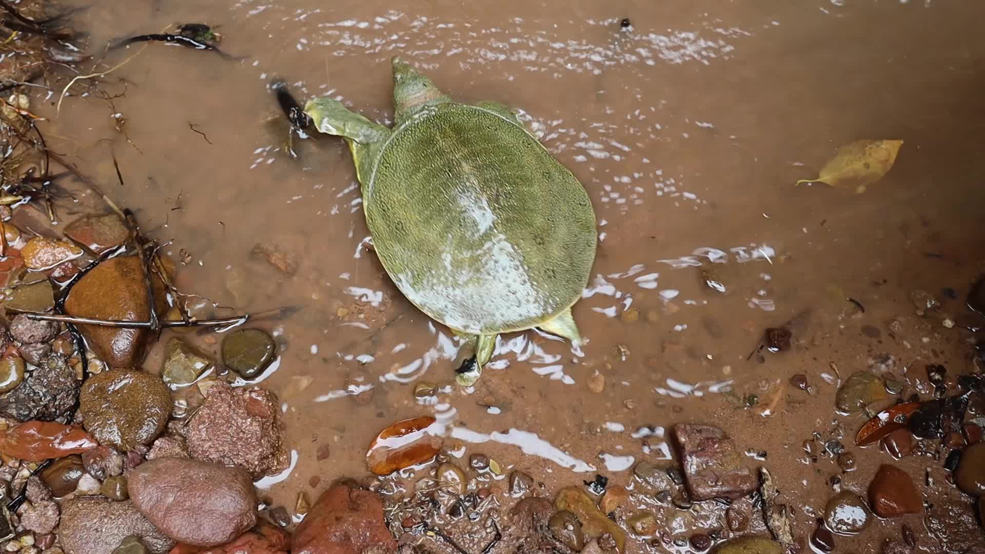 当甲鱼开发出了新吃法,做成叫花甲鱼,壳都是软的,太香了!
