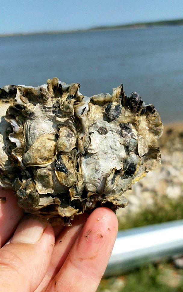 这是刚石头上弄下来的牡蛎,虽然不大,但外表很美丽.