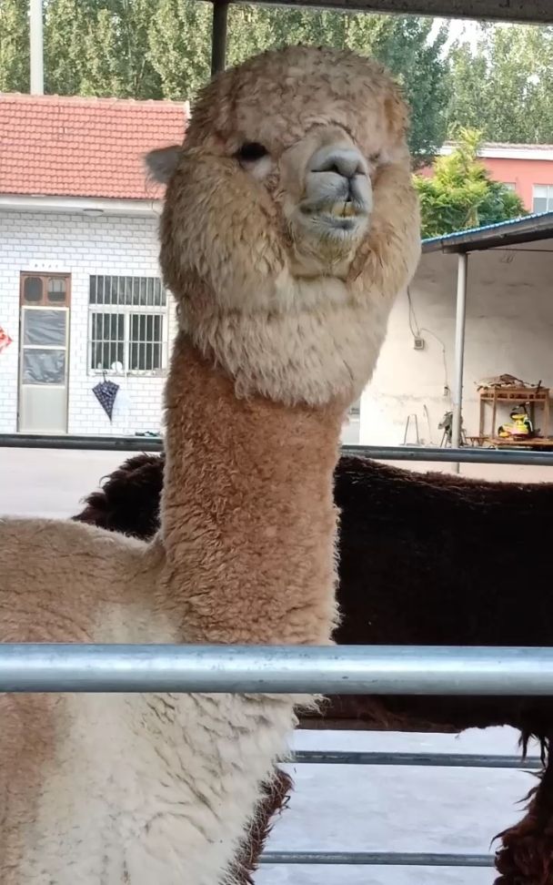 羊驼,别名草泥马,高兴了可爱的眼神萌萌哒,不高兴就会对你吐口水