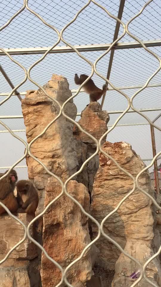 曲阜野生动物园