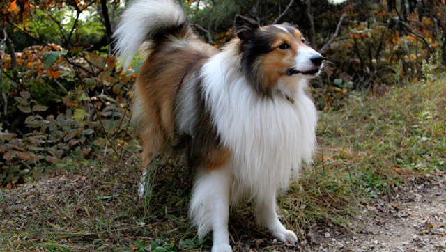 捧腹!英国农场牧羊犬被羊追得满地跑