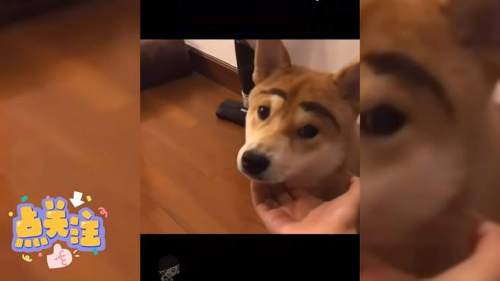 爆笑！动物搞笑合集！
