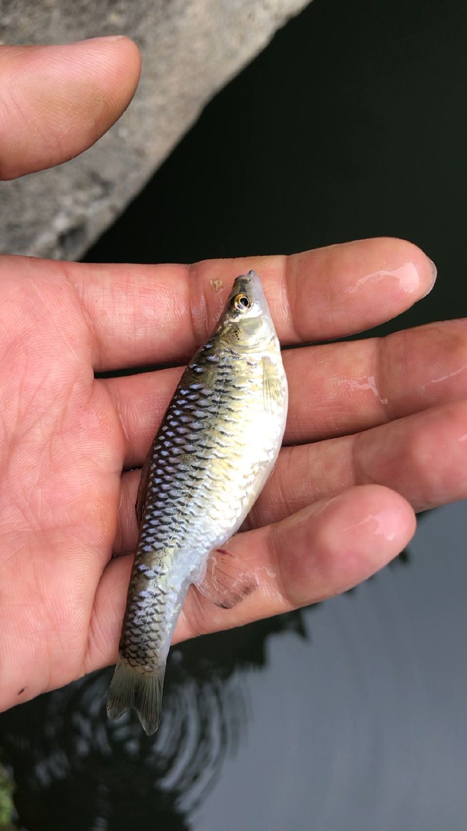 劝君莫食三春鱼,原因竟是这样