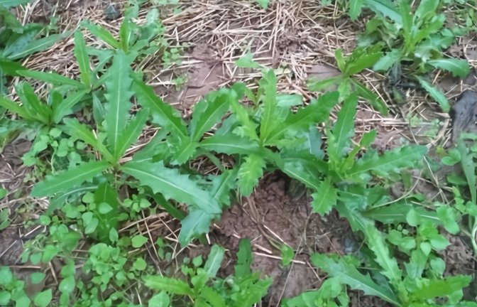 农村一种野菜,叶子长满刺,用途特别大,可惜很多人都不知道