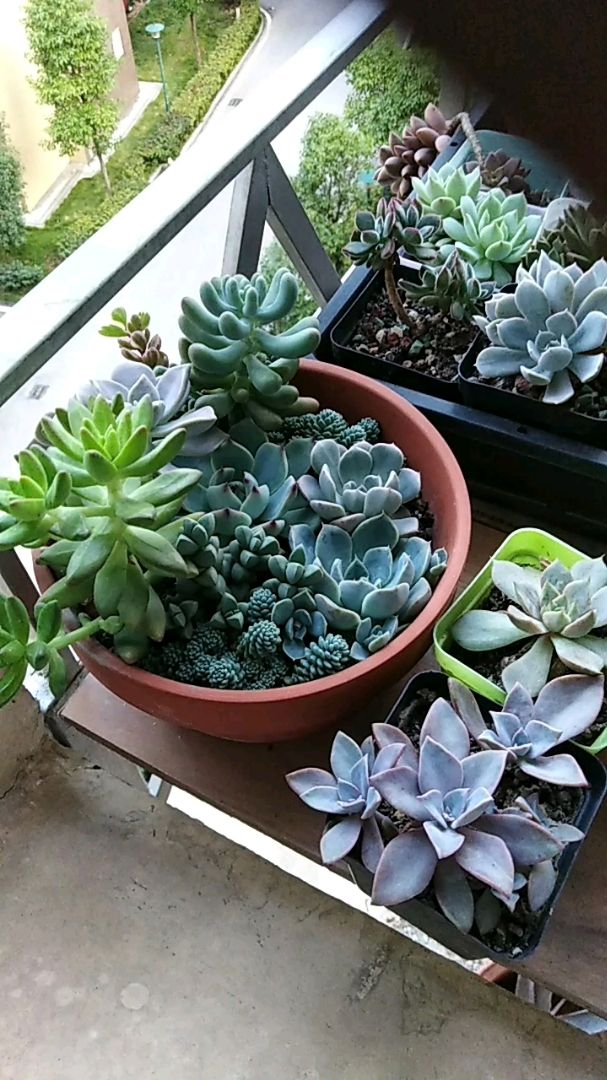 我家的普通多肉