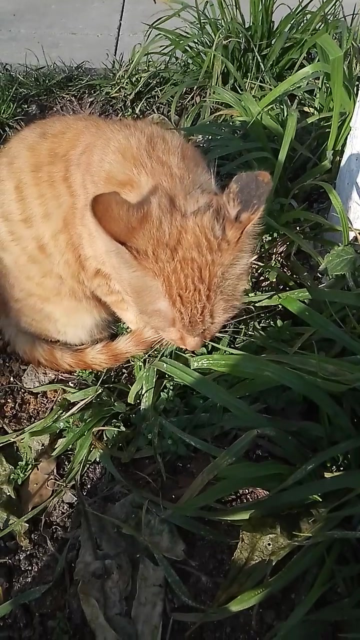 路边的橘猫饿得吃草,怪不得胖不起来.