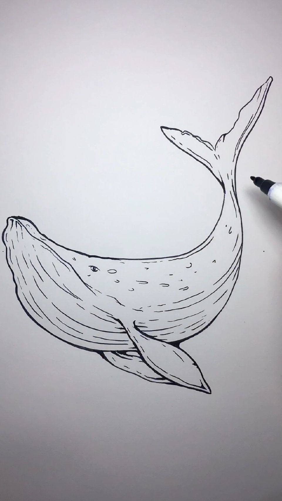 手绘简笔画大鲸鱼