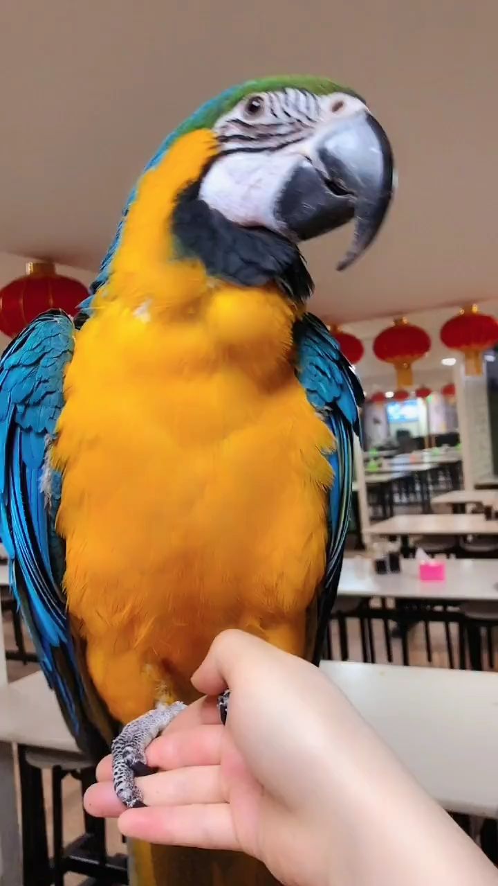 漂亮的蓝黄金刚