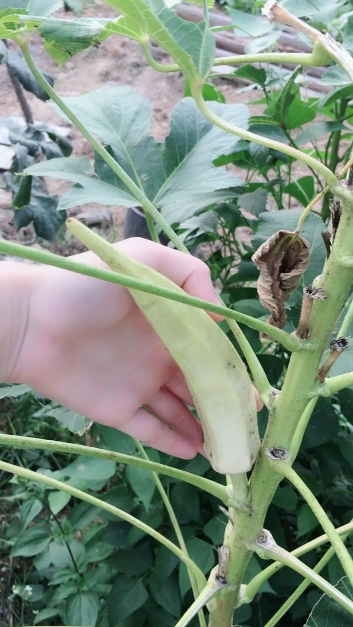 有见过这么大的白秋葵吗?