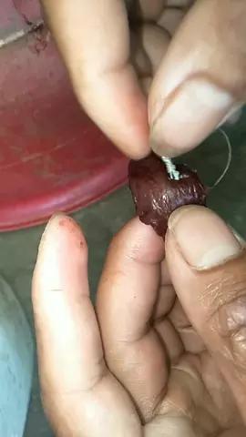 甲鱼针猪肝挂法