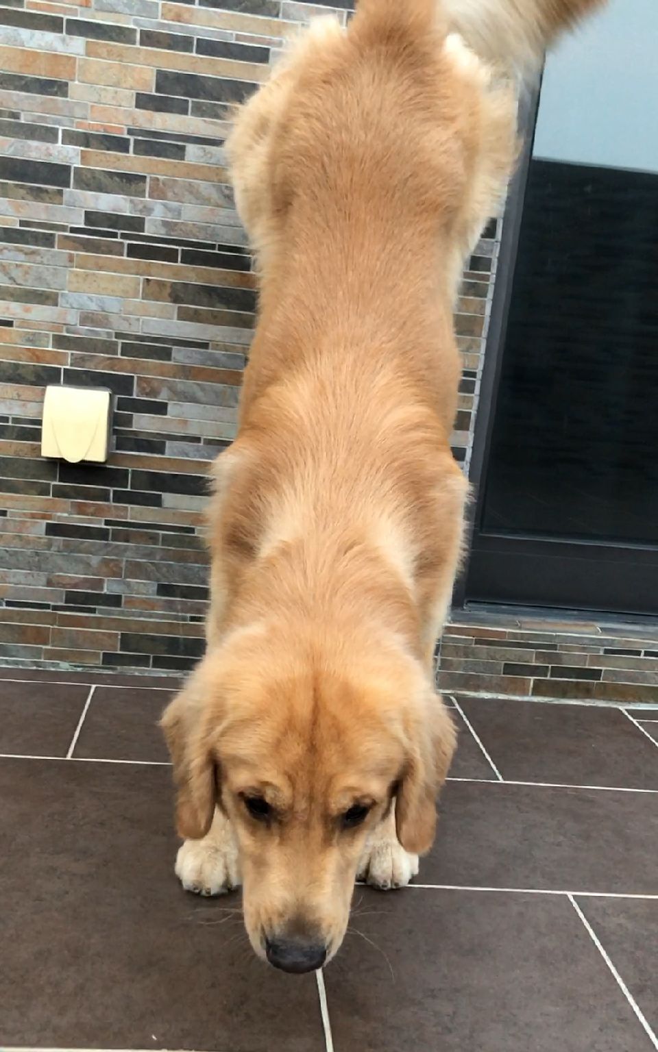 神宠来袭#会倒立的金毛厉害