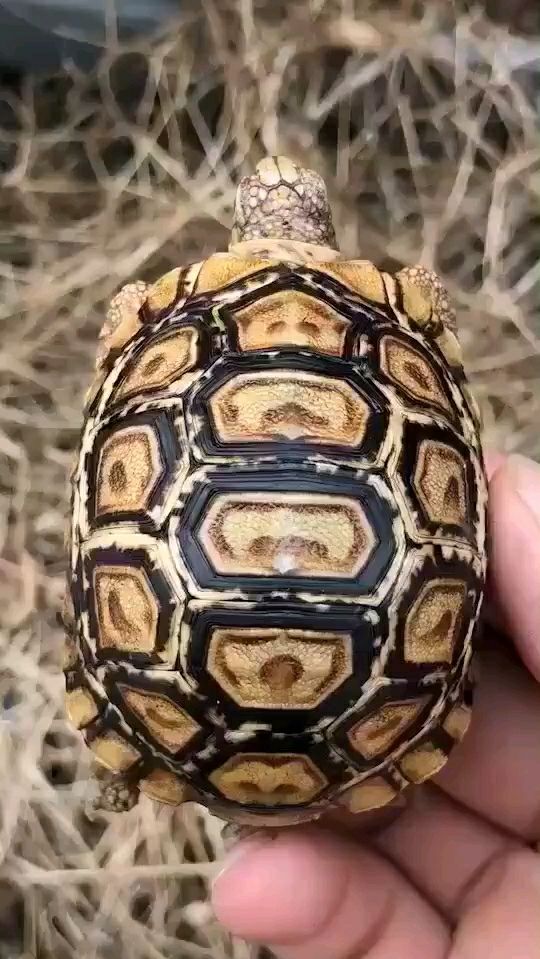 爆白肯尼亚豹龟]6公分 好玩好养