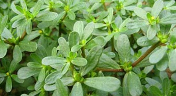 经常腹泻,拉肚子?别急,只要用一种草加白糖煮水,立马好