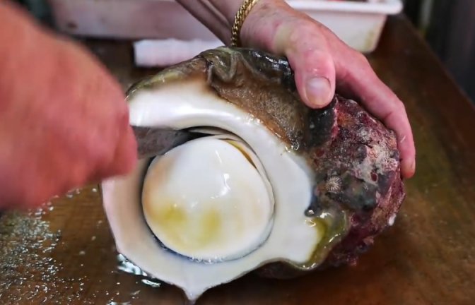 直击日本处理巨型海蜗牛全过程:直接撬开生吃,肉还在动就吃完了