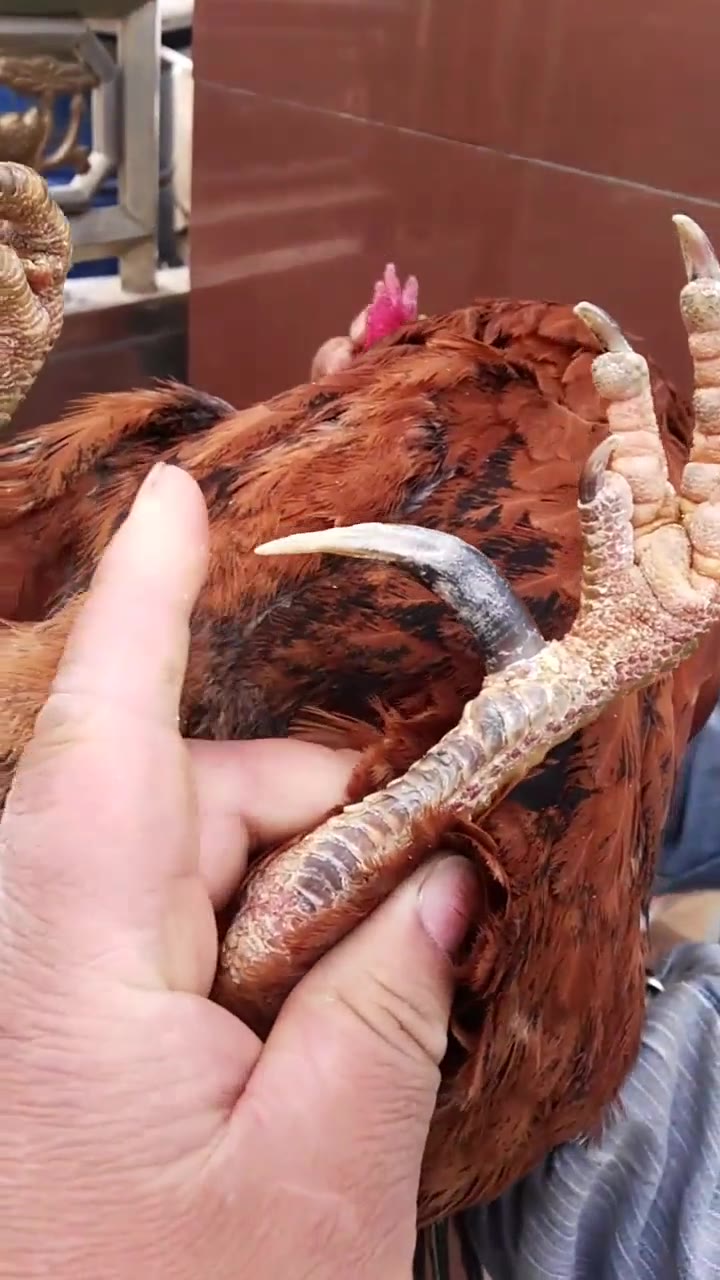 九年的大公鸡,让大家欣赏一下后蹬蹬爪子