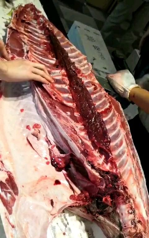 金枪鱼尸解完毕