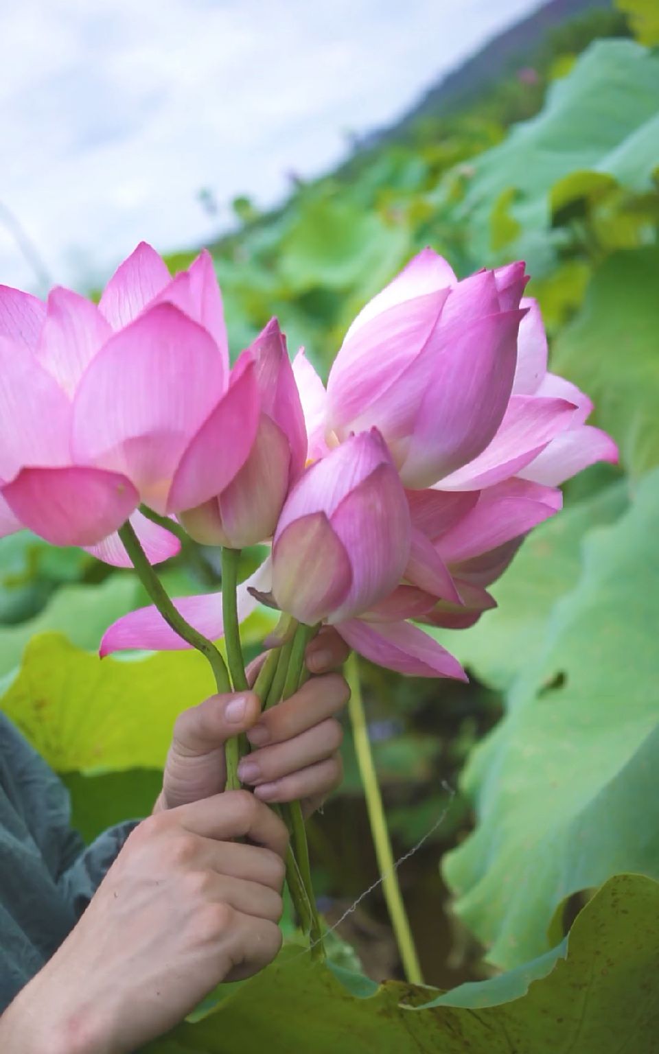 秀出你的拿手菜#摘下的荷花不要扔,裹上蛋液,放入锅中油炸,馋哭隔壁