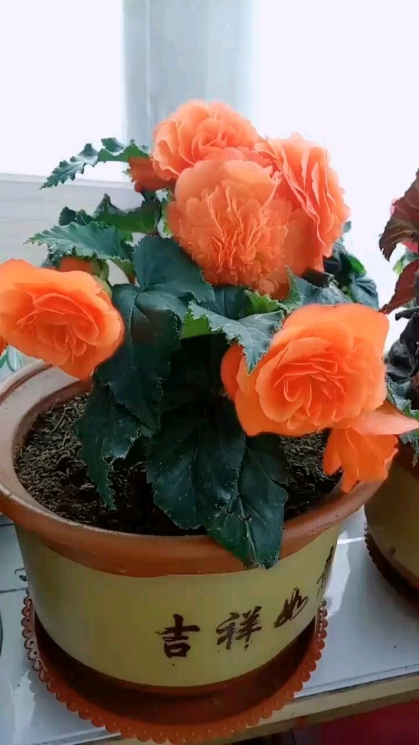 夫妻海棠美美哒!关注我,关注全民小视频.