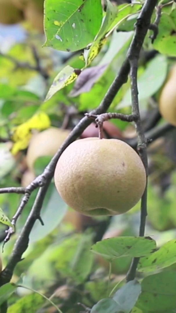 果树上摘的沙梨,用柴火慢熬出来的秋梨膏,吃了化痰止咳