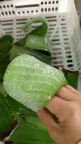 机器切割芦荟果粒