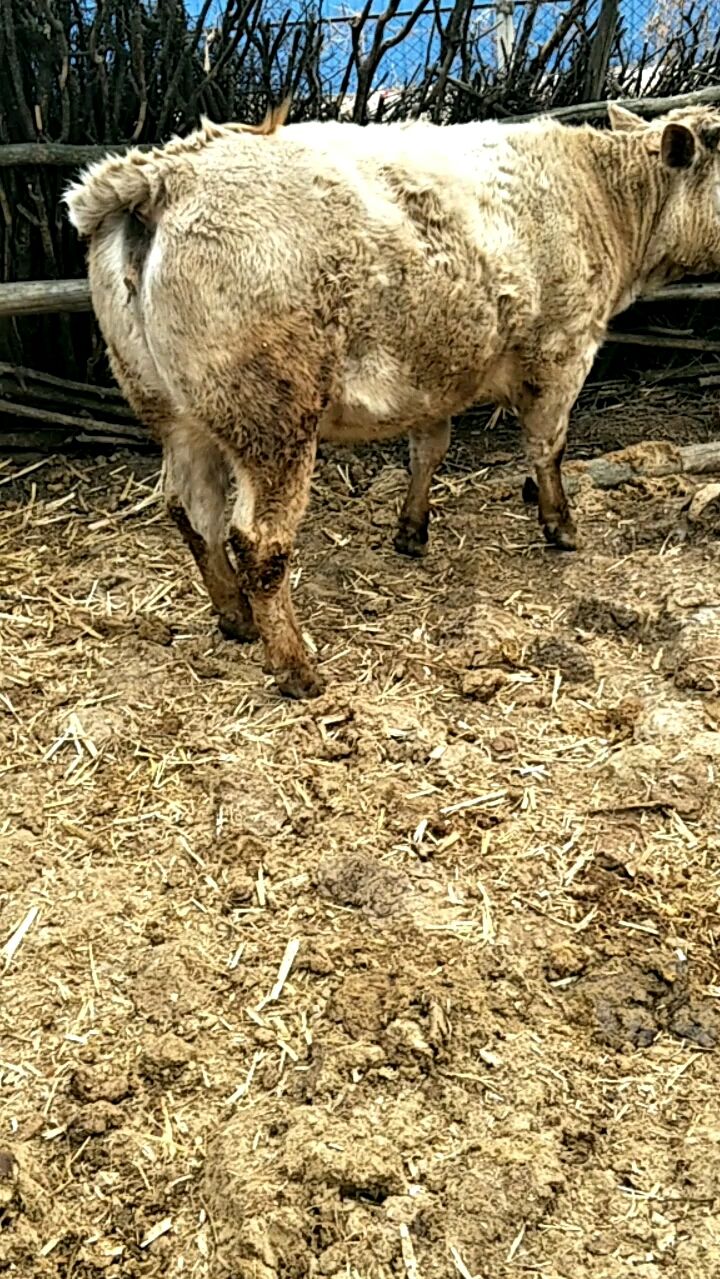 比利时蓝杂交牛!