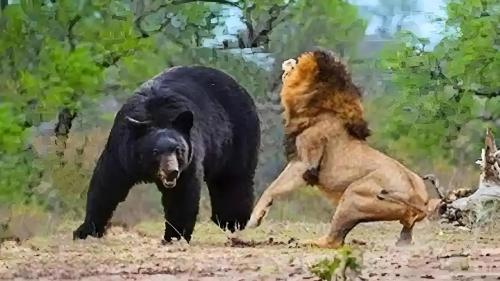 狮子偷袭猎物，转身定睛一看原来是头黑熊，它瞬间懵了