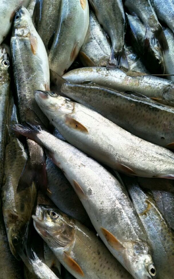 关注我,关注全民小视频,谢谢支持!细鳞鱼