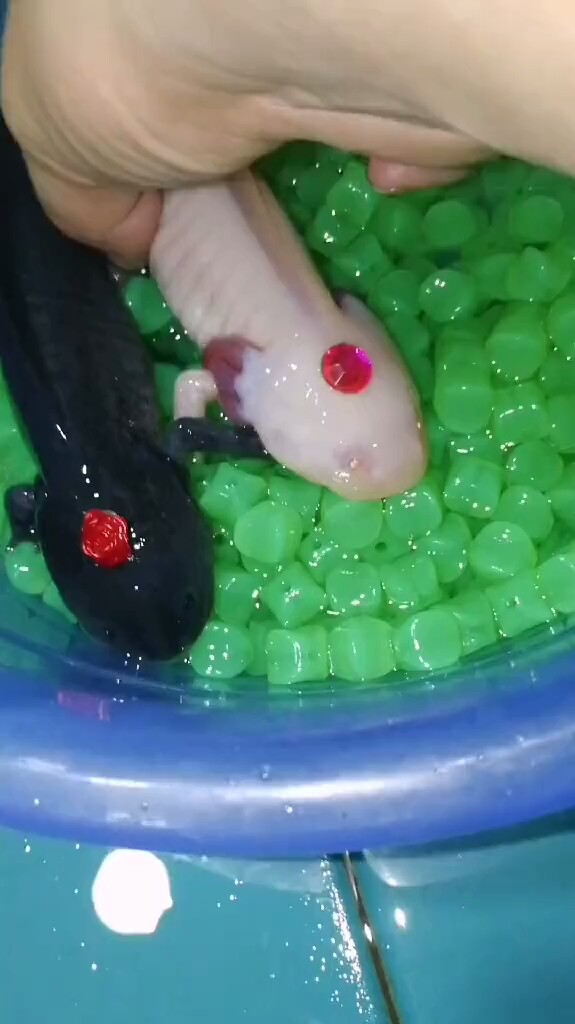 好漂亮的娃娃鱼