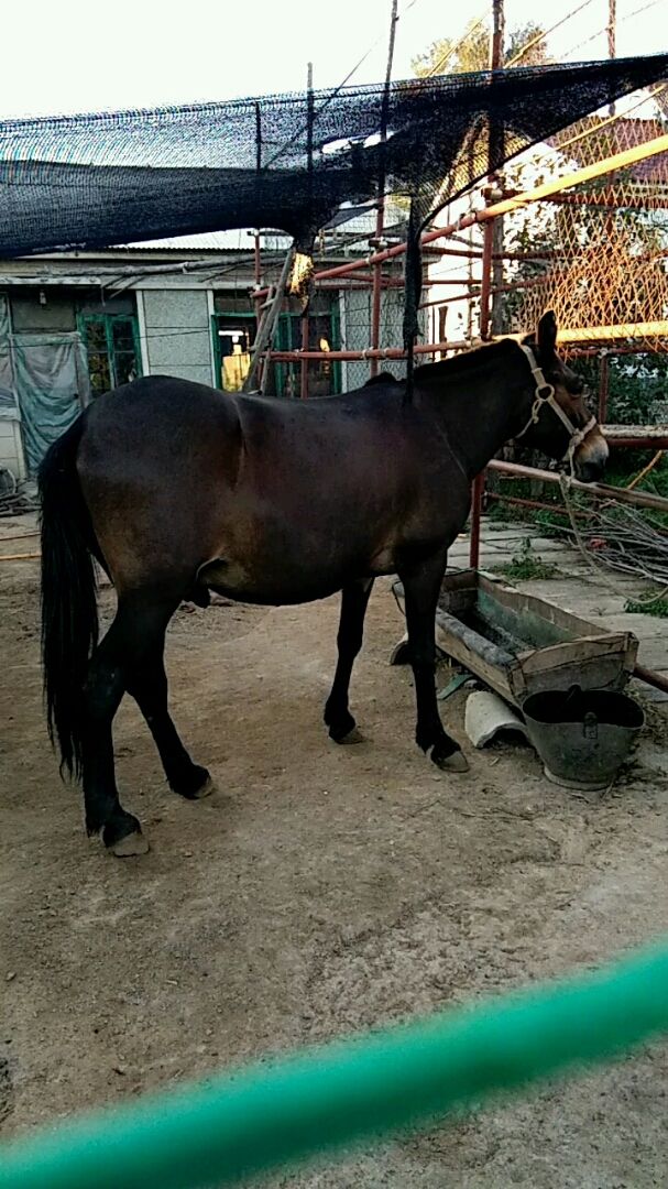 这就是我农村用它来耕地用的它有多么伟大的骡子.