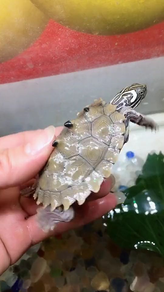 黑瘤地图公,少见吧