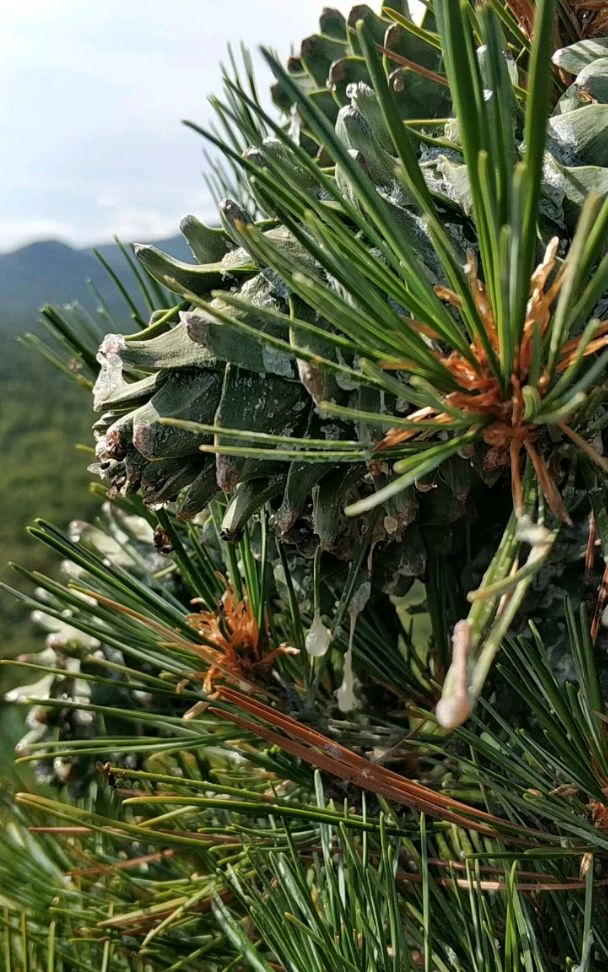 纯天然东北红松塔