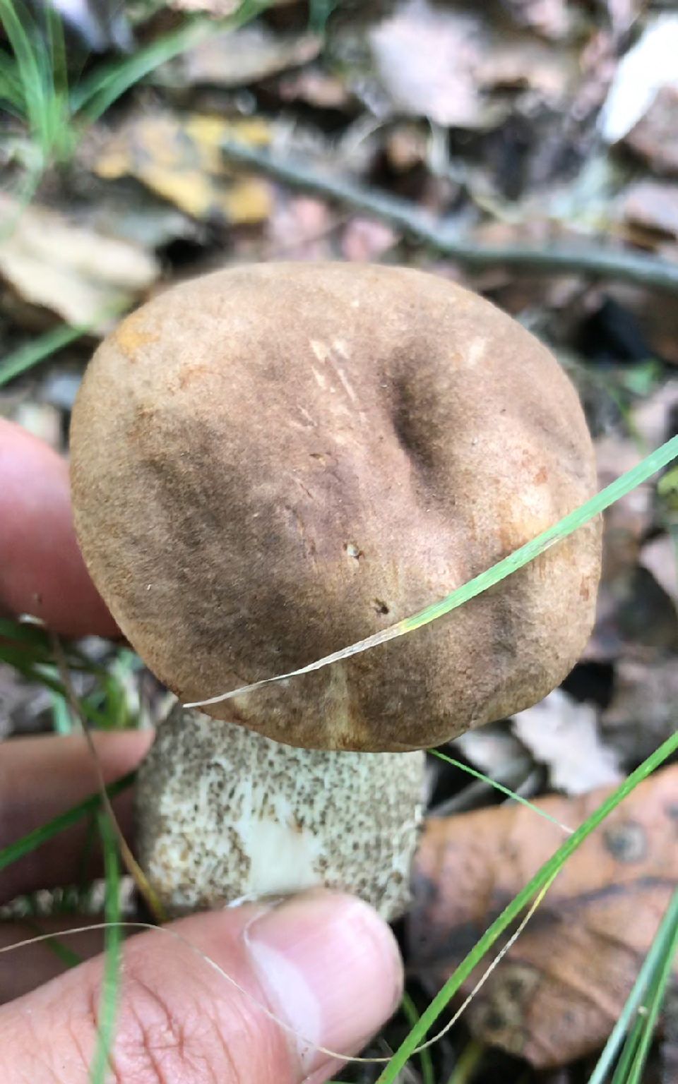 大腿蘑你吃过吗?