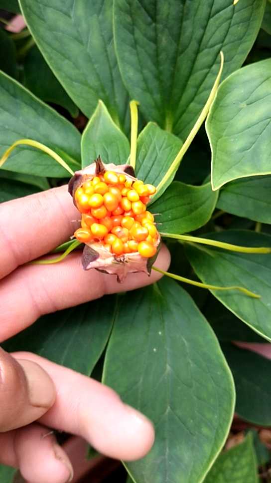 早熟的滇重楼种子