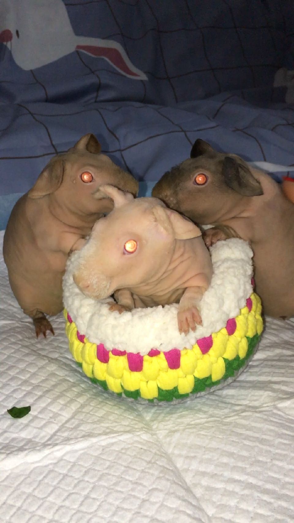 三只相亲相爱的猪