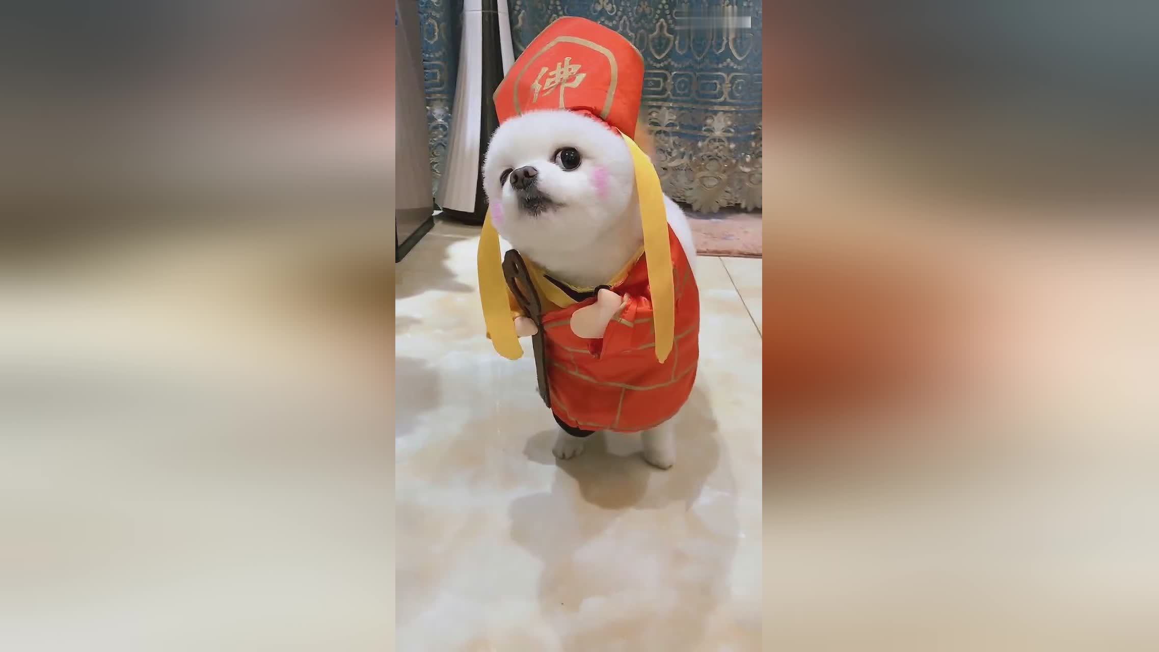 狗狗穿上这衣服太逗了,好像唐僧