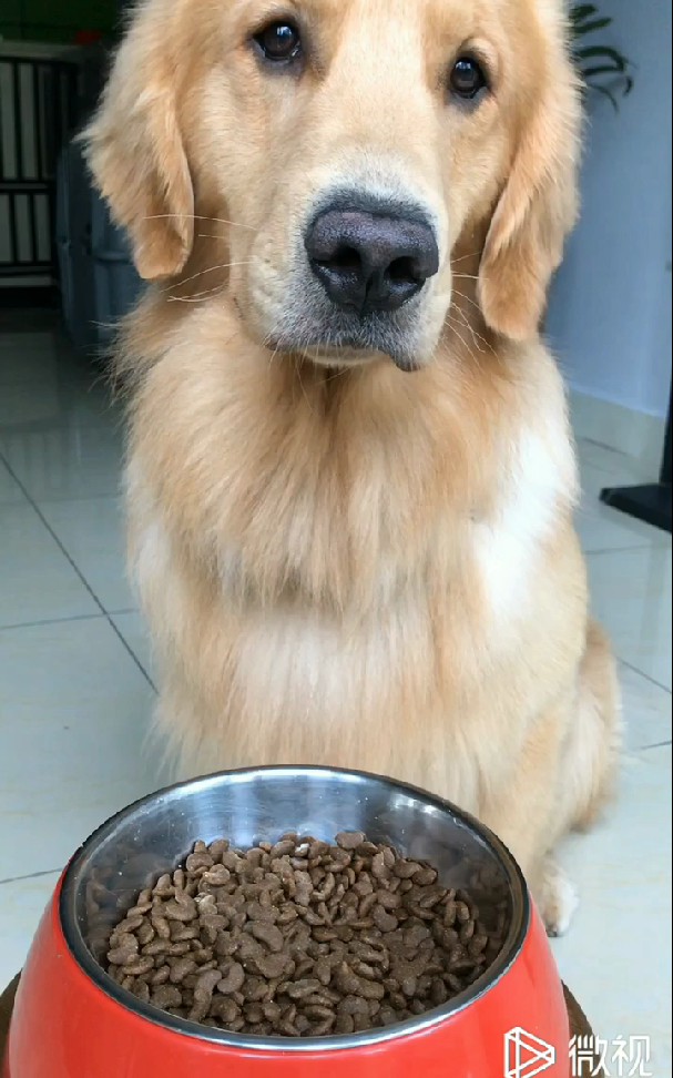 一脸认真的在等吃饭饭