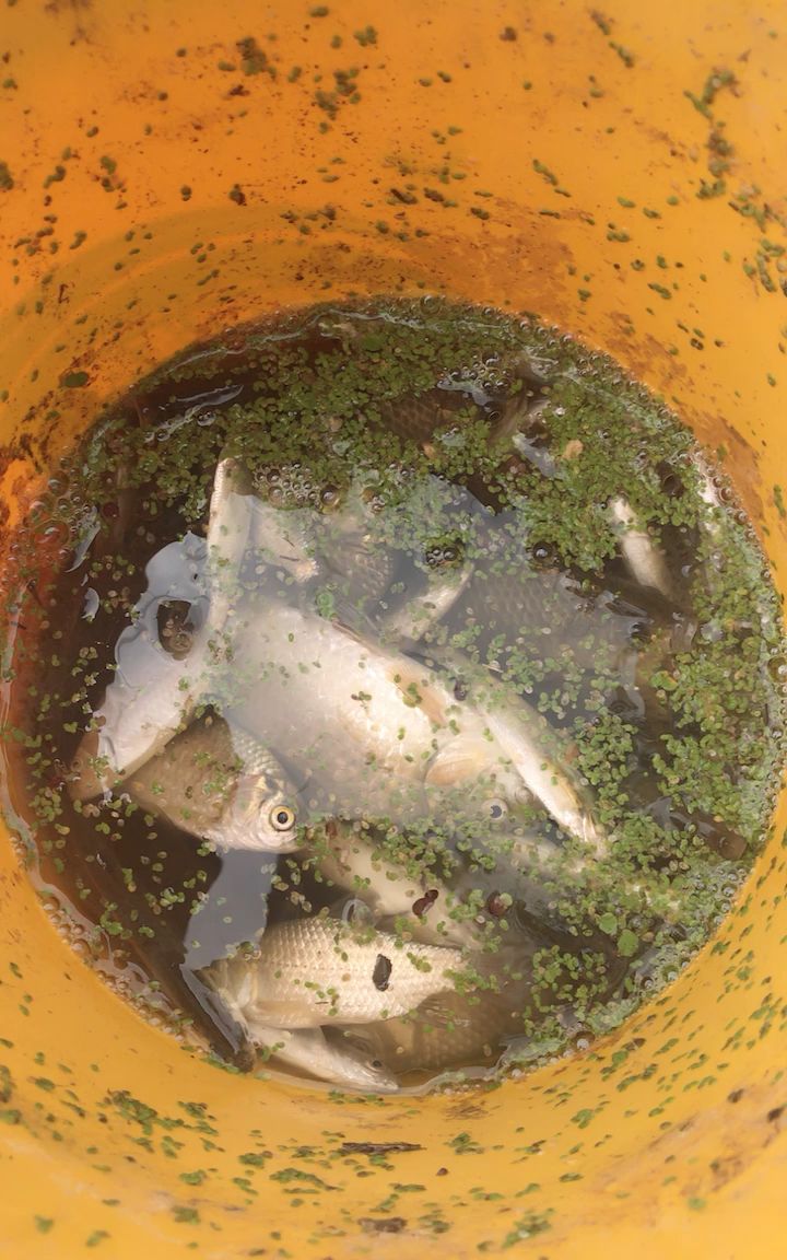 暴雨后鱼泛滥了