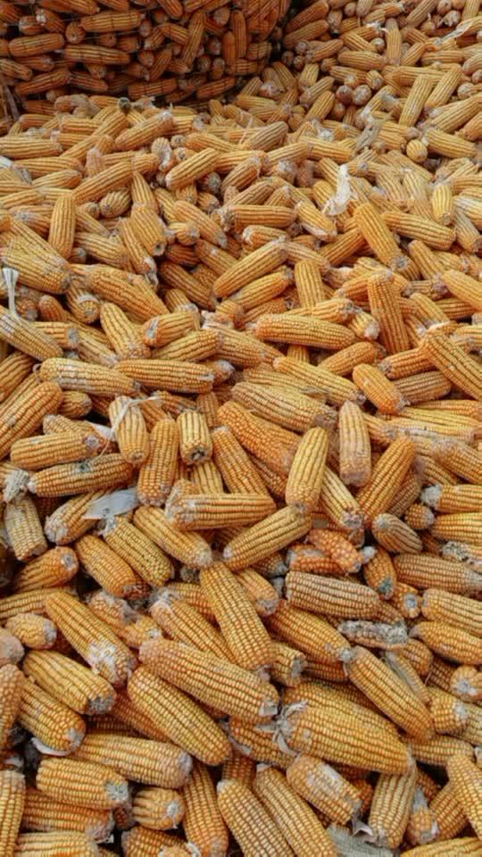 黑土地的玉米,强强强