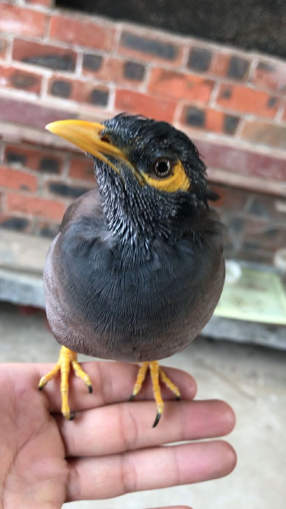 换毛期的海南八哥