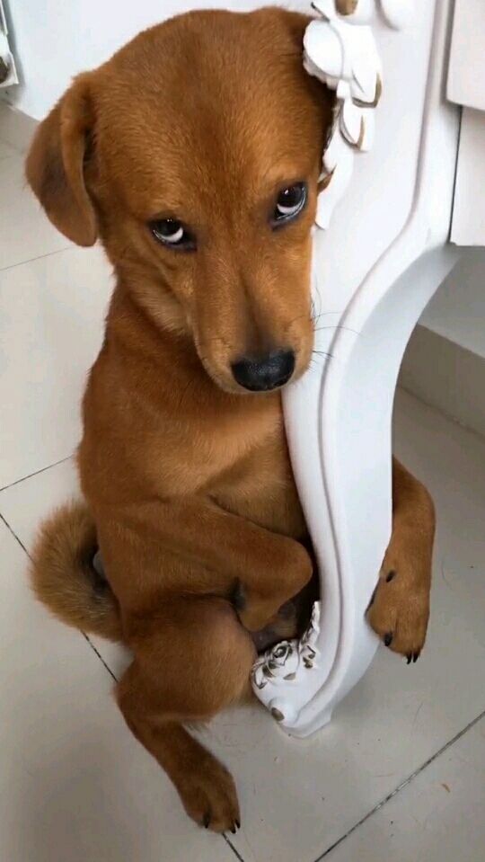 哎妈,这小眼神委屈的