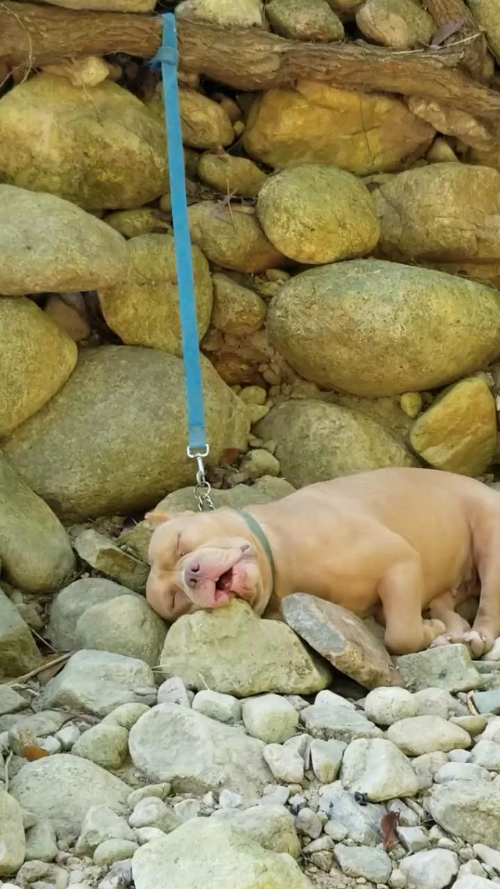 睡成死猪样