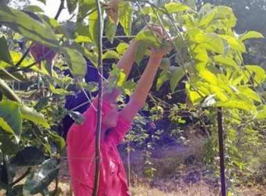 10岁女孩卖百香果被杀案现新证词