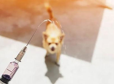 女生被狗咬后未打疫苗脑死亡