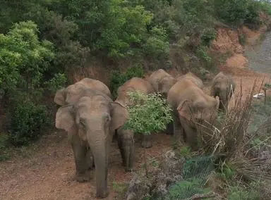 野象群一路北迁进入玉溪市红塔区